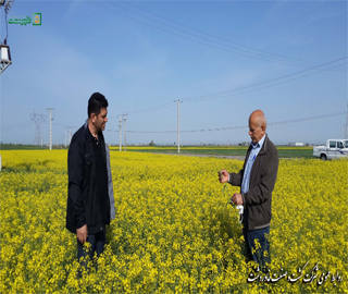 بازدید همکاران محترم واحد کشت  از مزارع کشت قراردادی کلزا شهرستان کلاله